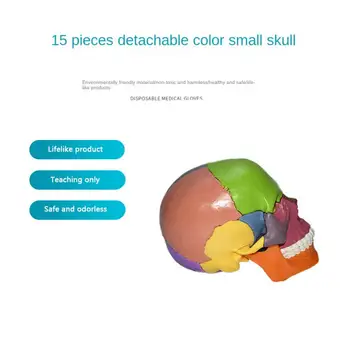 Материал за защита на околната среда, Цвят 13,5x8,5x9,5 см, Подвижен модел анатомия на човека от смола За обучение на образователна инструменти
