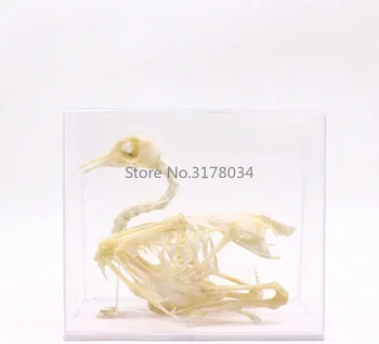 Модел на скелета на животното, проба на скелета гълъб, Художествена кост, ветеринарен лекарство за колекционери, Подпори, медицински образователен инструмент, играчка